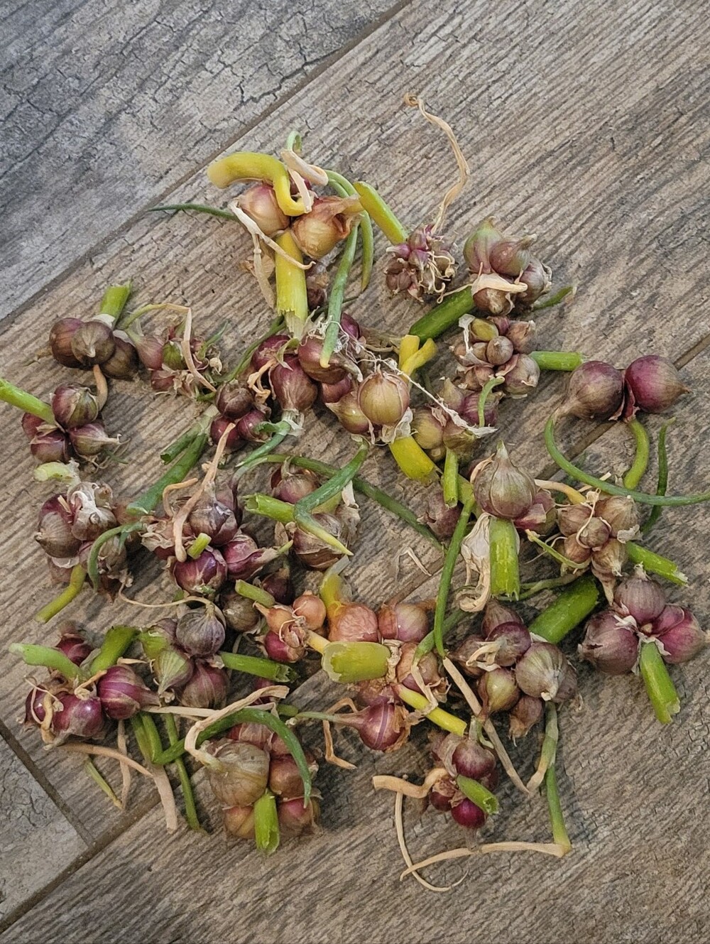 Egyptian Walking Onion Top Bulbsets Organically Grown 70+ Bulbsets Over 1/2 lb